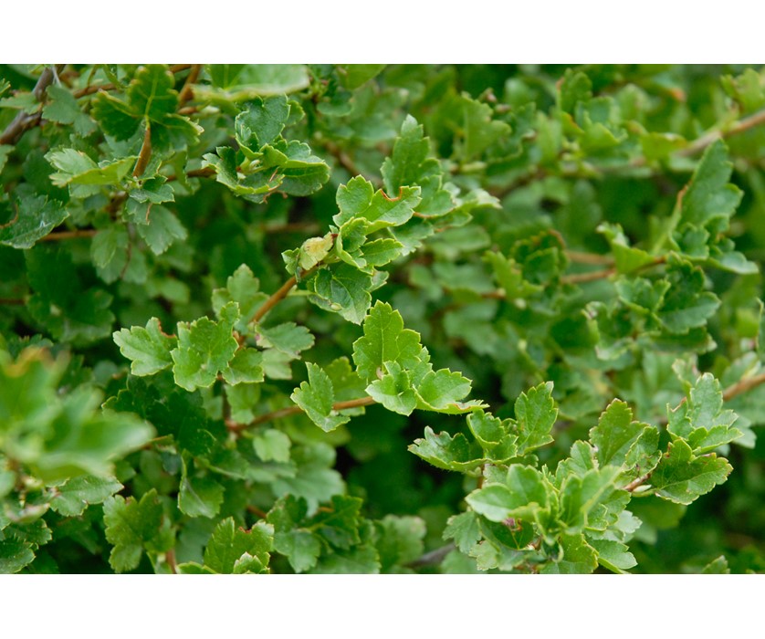 Green Mound Alpine Currant